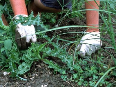 Comment désherber naturellement le jardin